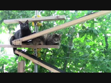 きょうの【蒼民家の猫々】