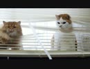 【マンチカンズ】猫がブラインド越しにテシテシ
