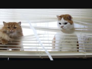 【マンチカンズ】猫がブラインド越しにテシテシ
