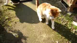 とある田舎の猫事情　～未公開映像放出～　2014年11月16日編
