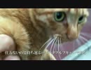 【公園猫戦争】わたしフギャアアアアいま家の前にフギャアアアア