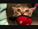 ティガー＆ロビンと暮らそう！　ミッ○ーが好きすぎる猫