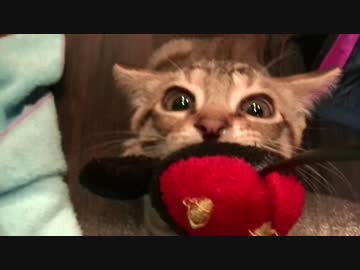 ティガー＆ロビンと暮らそう！　ミッ○ーが好きすぎる猫