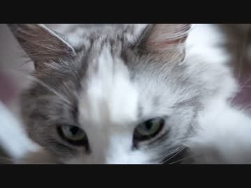 【#415】 甘えモード　【猫万歳】