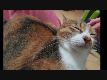 いつもいつまでもお兄ちゃんと寝ていたい猫