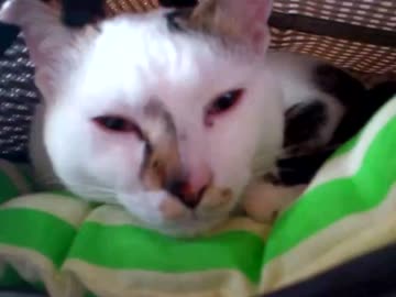 眠たいぬこ様を見てるだけ