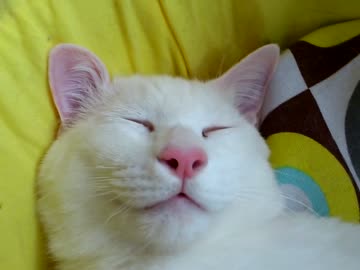 ぬこ様の鼻息を聞くだけの動画