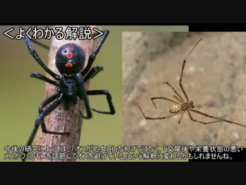 ゆっくり動物雑学「処女厨の…」