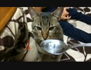 ぼんちゃんの味覚がおかしい件。