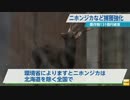 改正鳥獣保護法施行　ニホンジカ・イノシシの捕獲を強化