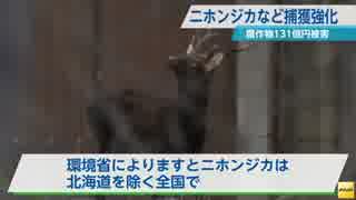 改正鳥獣保護法施行　ニホンジカ・イノシシの捕獲を強化