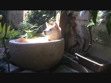 『臼犬、始めました。私にスポットライトを』