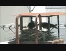 カラスの子育て、雛への給餌3 【ハシブトガラス】