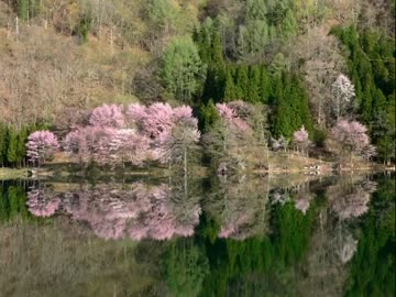 【NNIオリジナル】湖面桜【BGM】