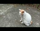 近所猫　みゅーの日常　part18