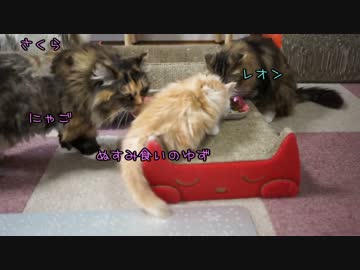 【#416】 ぬすみぐい　【猫万歳】