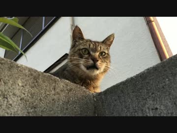 【公園猫戦争】暴虐の猫、安住の地へ辿り着く
