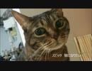【ソロギター】スピッツ　猫になりたい