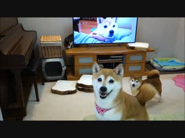 柴犬いちご テレビCM第２弾撮影会