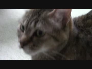 拾いねこ＠生後1061/1028日目　迎えに来てくれなかった・・＞＜