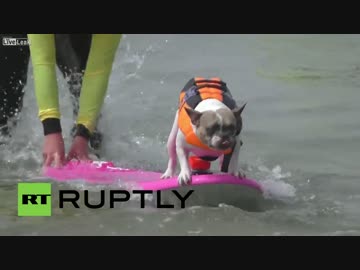 犬のサーフィンコンテスト
