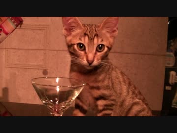 【ティガーの成長日記】　捨て猫、バーのマスターになる　