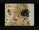 ジャンガリアン(オス)　はるみ