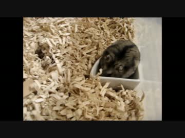ジャンガリアン(オス)　はるみ