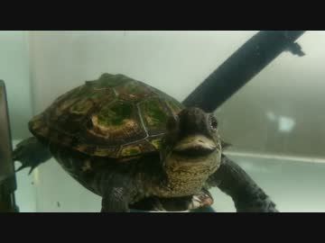うちのすいそう１１　クサガメ成長後