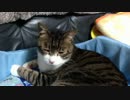 うちの猫の寝姿を撮影してみた（５月３１日）