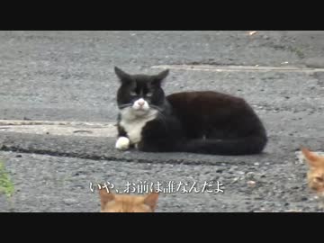 【公園猫戦争】老猫たちの朝会合に出席してみた