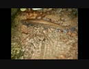 渓流釣りがしたくなって・・・ヤマメの塩焼きの為に行ったのに編