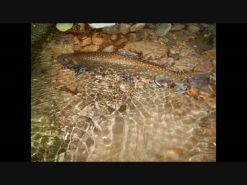 渓流釣りがしたくなって・・・ヤマメの塩焼きの為に行ったのに編