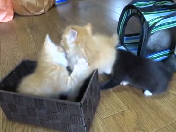 生後32日目の頃のやんちゃなチビ達