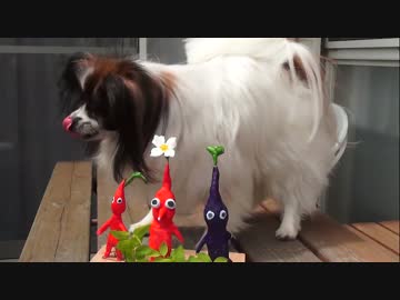 【演奏してみた】ピクミン『愛のうた』を沖縄三味線(三線)で。