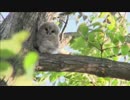 2015-05-31 毛玉ちゃん♪Part.2