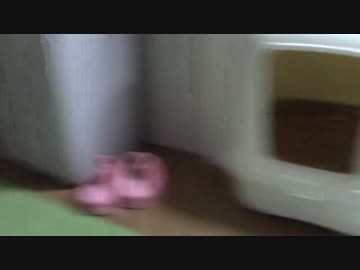 拾いねこ＠生後1062/1029日目　りべーんじ