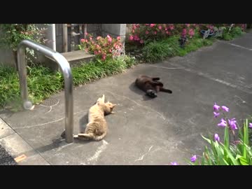 【猫ドキュメント】メス猫2匹の一挙捕獲に挑む