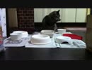 こんしゅうのおやつ【蒼民家の猫々】