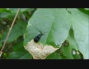アオヒゲナガトビケラの成虫
