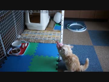 【#417】 ゆずぽんぽん　【猫万歳】