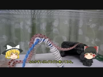 ウチの蛇さんがこんなに可愛いのは当たり前 その３　【ゆっくり】