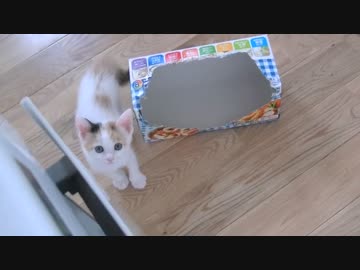 くるねこ大和　胡桃ちゃん704g  20150601