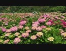 桃源郷岬　紫陽花4