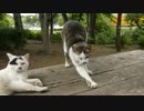 最近デレた牛柄猫