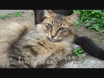 【祝】猫時空の3兄弟の完モフりを達成