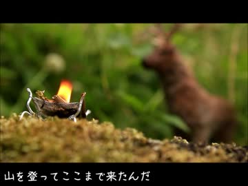野良猫式 ジョニーの旅日記 第八話 山の中で過ごすということ
