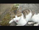 とある田舎の猫事情　～とも君、悶絶して落ちる～
