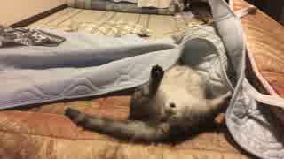 【ω】シーツをくしゃくしゃにしていく猫【ω】