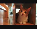 大好きなもののあいだで悩む猫
